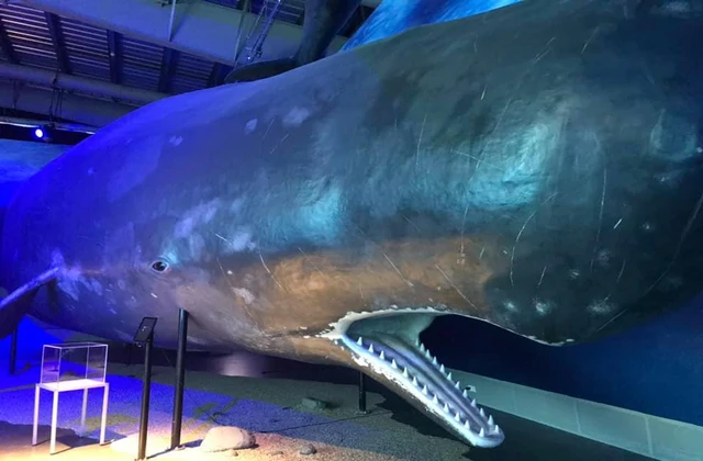 Museo de las ballenas samana 1